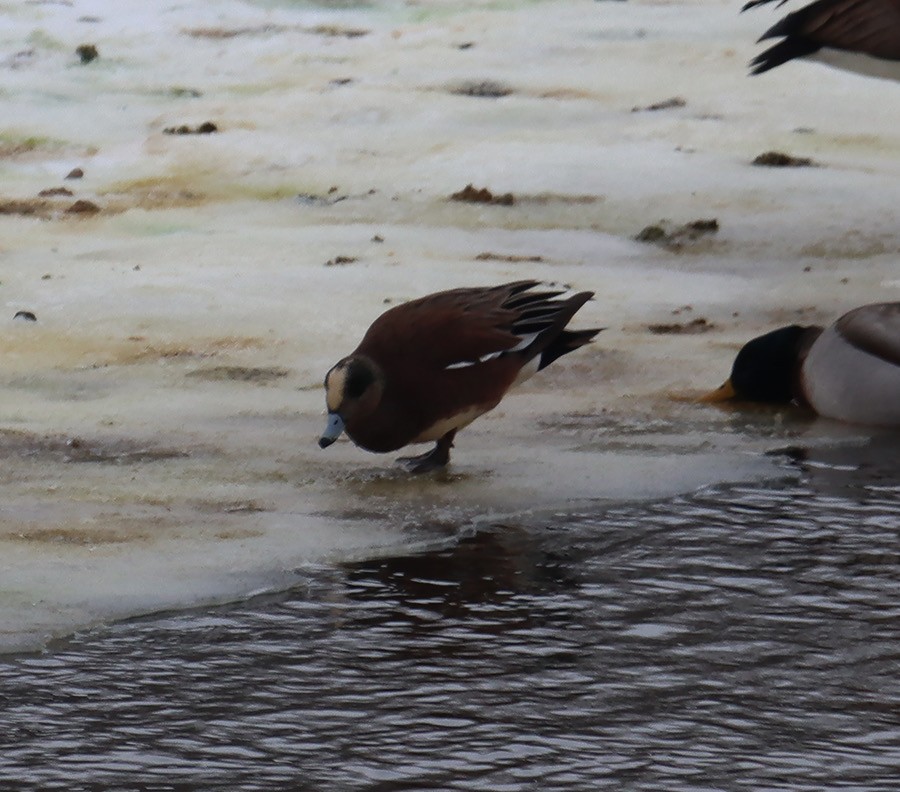 American Wigeon - John Bissell