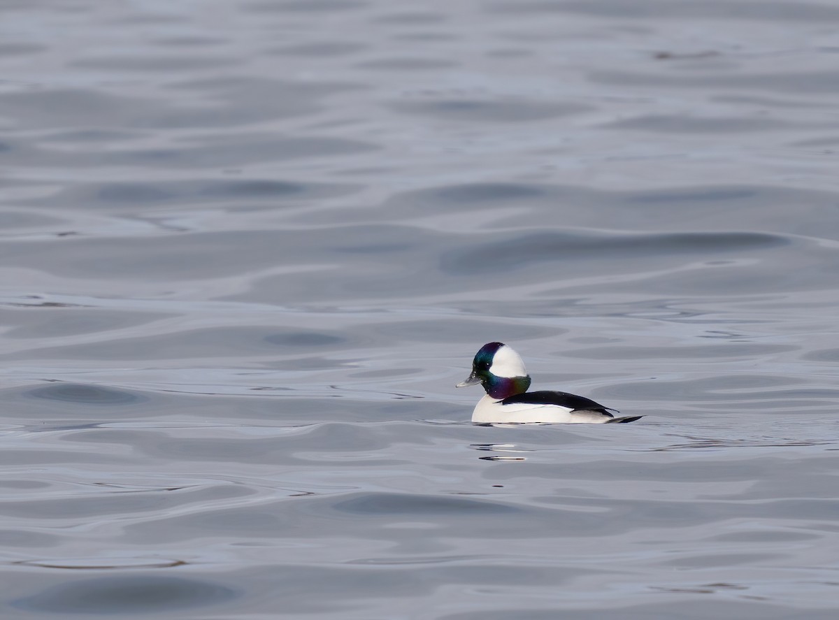 Bufflehead - ML614115743