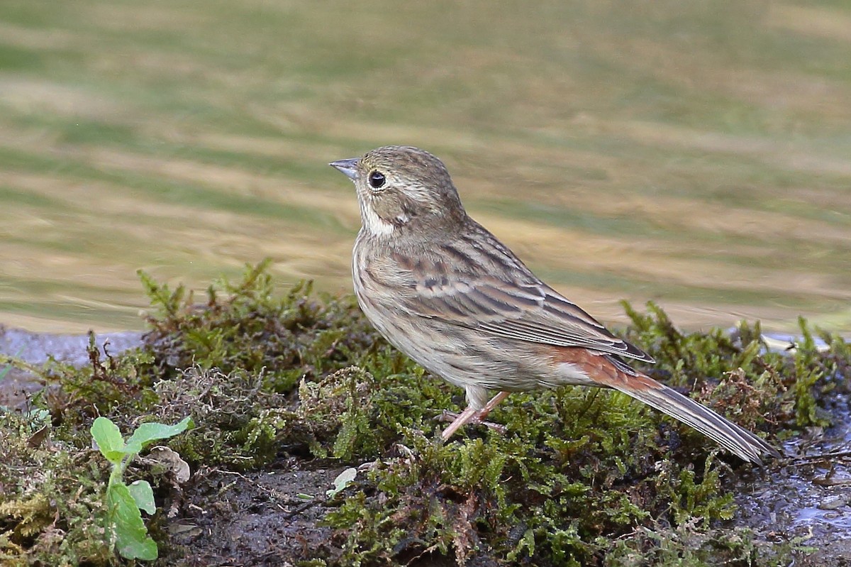 White-capped Bunting - Bruce Robinson