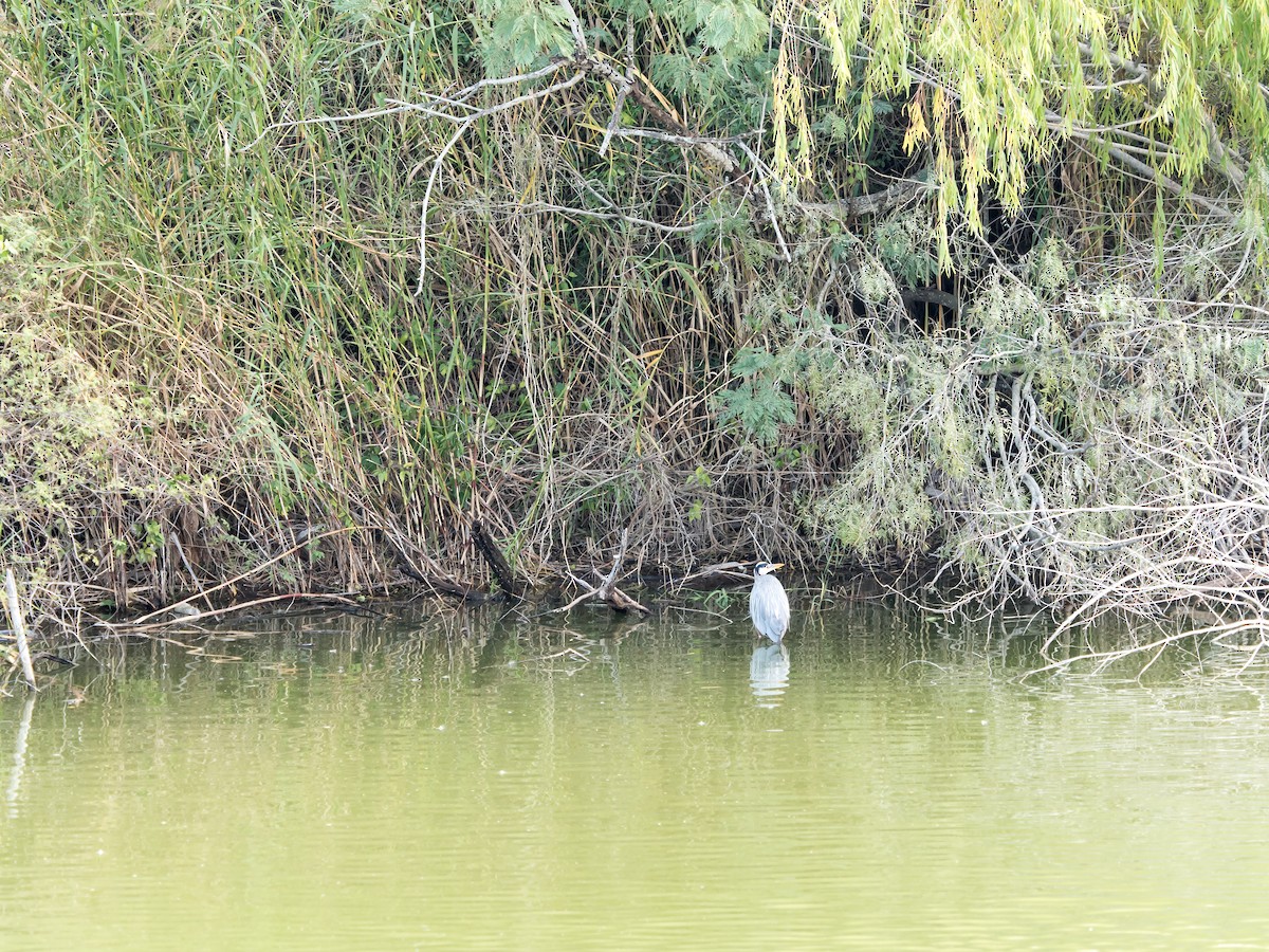 Great Blue Heron - Rose Swift