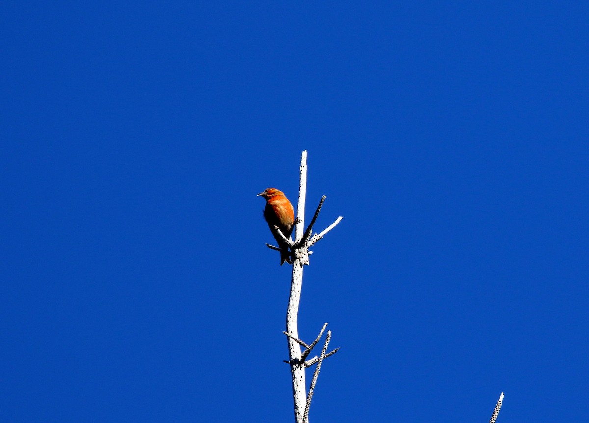 Red Crossbill - ML614115853