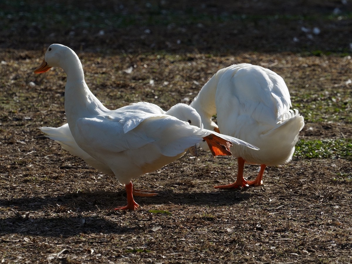 Canard colvert (forme domestique) - ML614115880