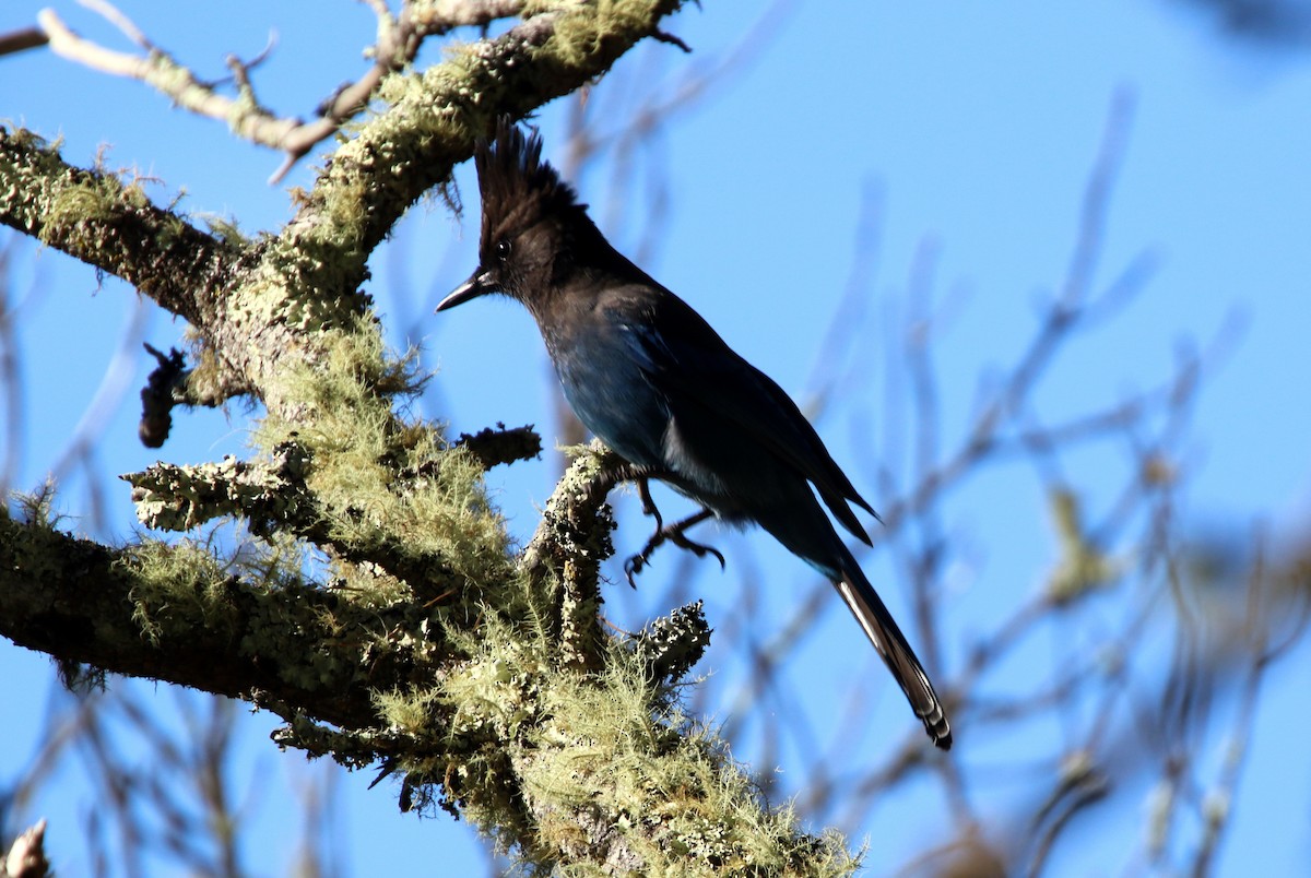 Steller's Jay - ML614115977