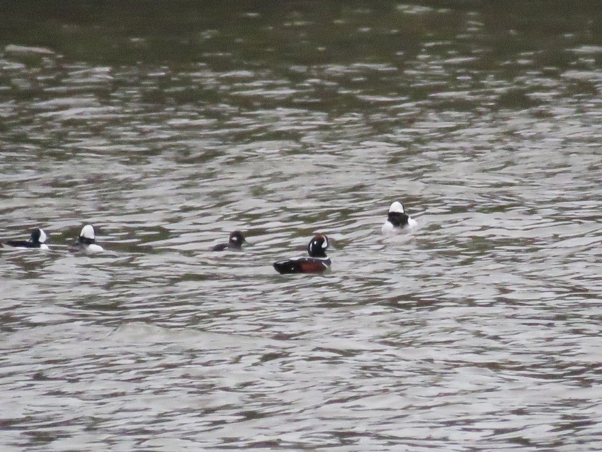 Harlequin Duck - ML614115993