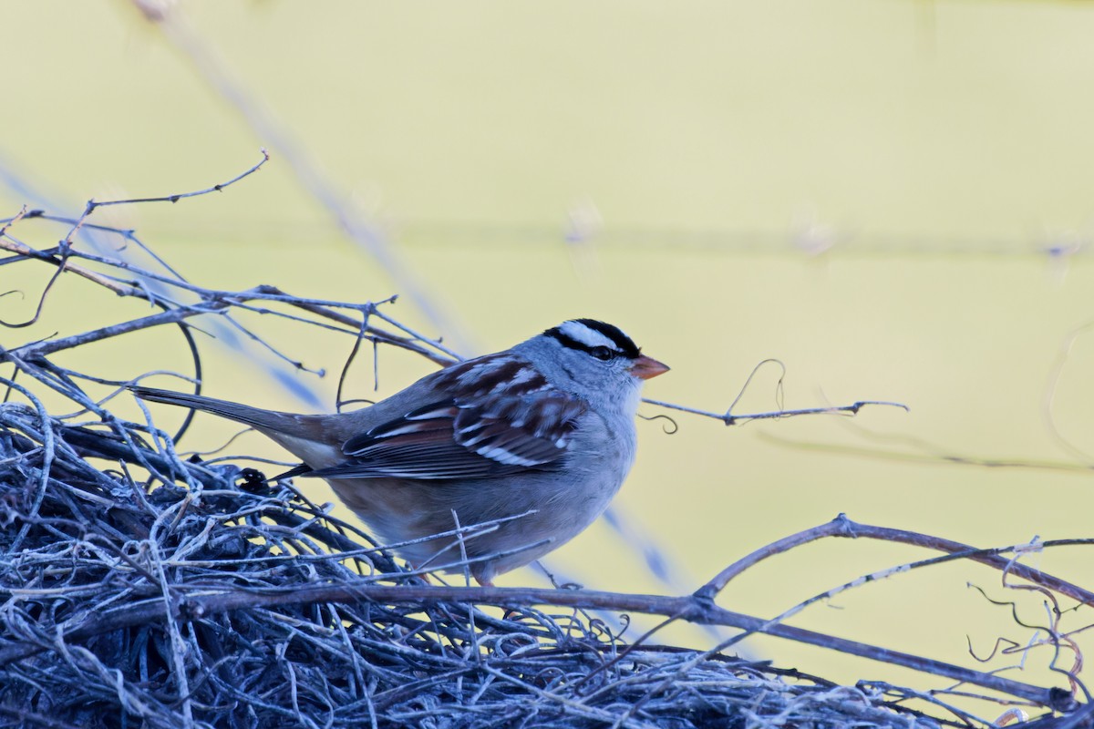 White-crowned Sparrow - ML614116014