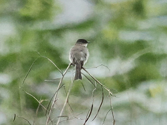 Eastern Phoebe - Paul Kinzer