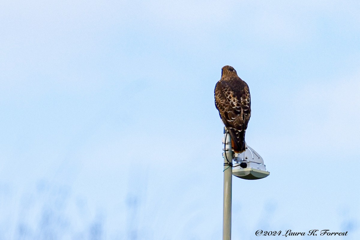 Red-tailed Hawk - Laura Forrest