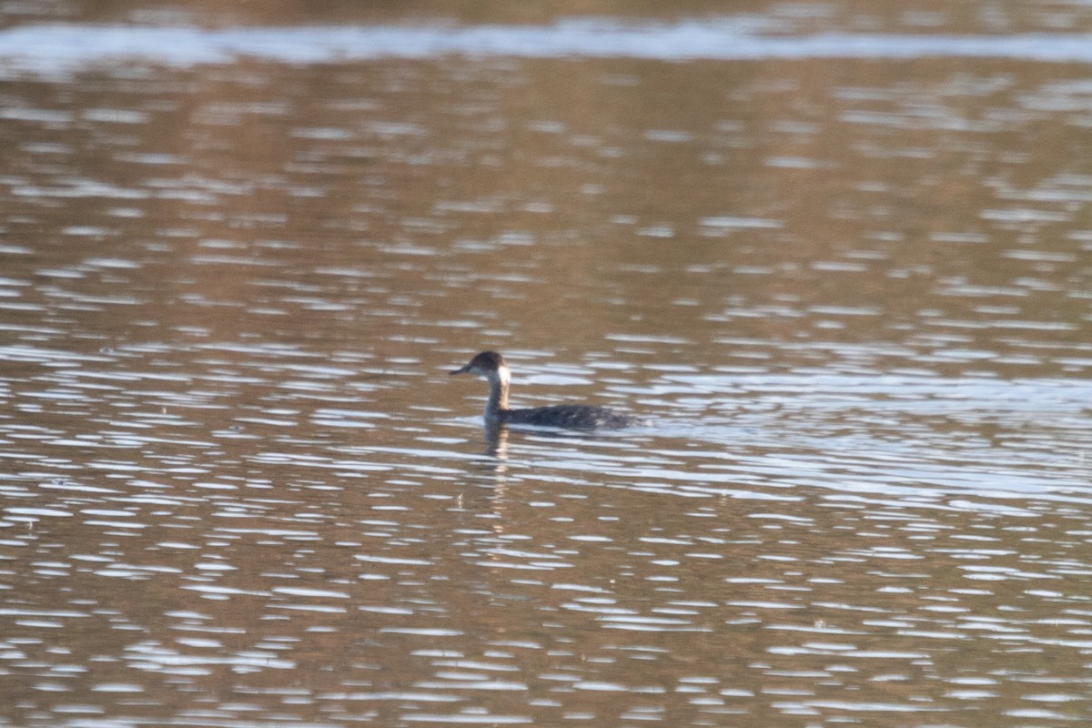 Eared Grebe - ML614116171