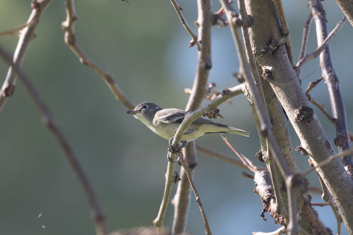 Plumbeous Vireo - Rebecca Marschall