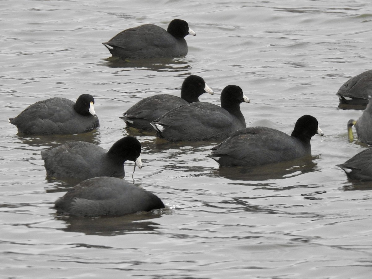 American Coot - ML614116213