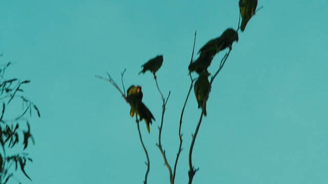 メキシコアカボウシインコ - ML614116215