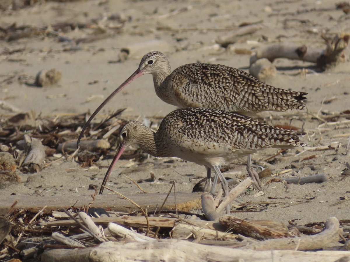 Long-billed Curlew - Alane Gray