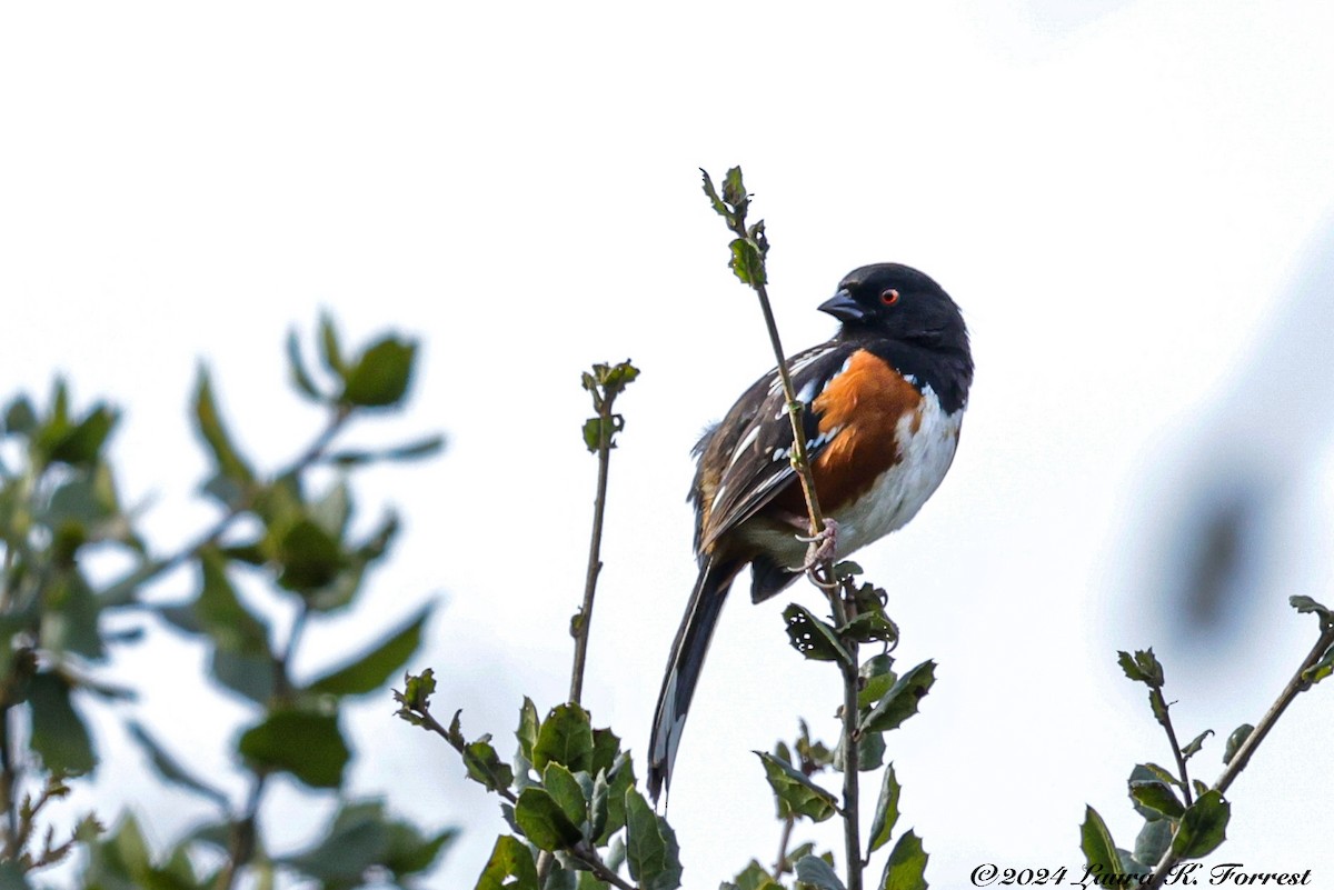 Spotted Towhee - ML614116272