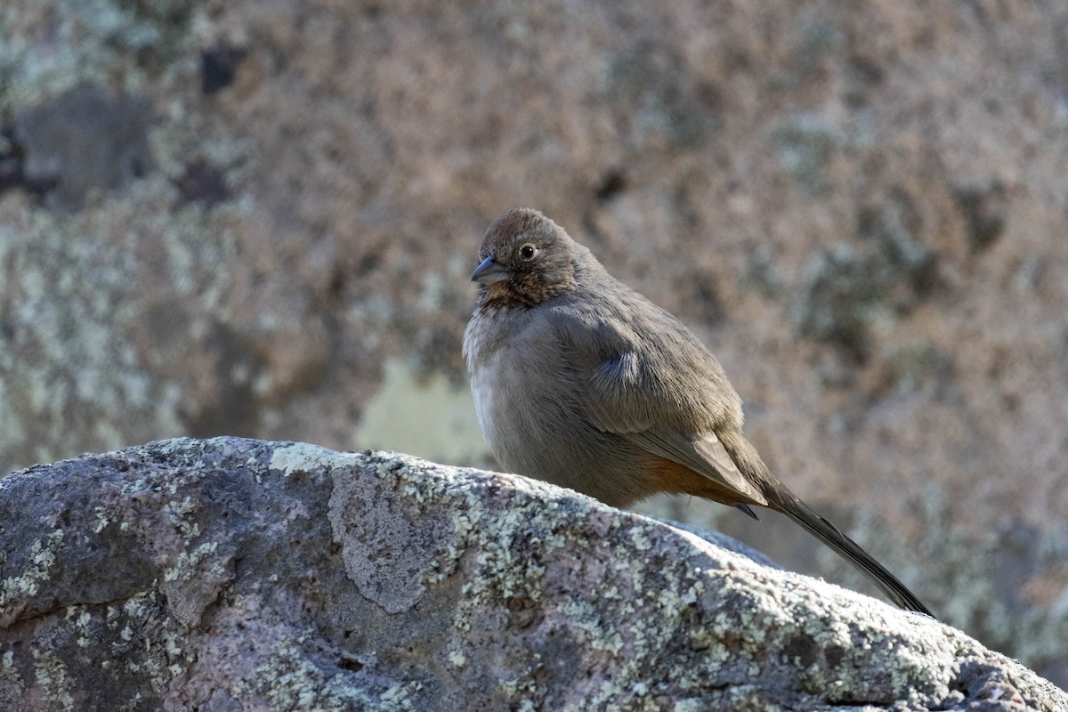 Canyon Towhee - ML614116307