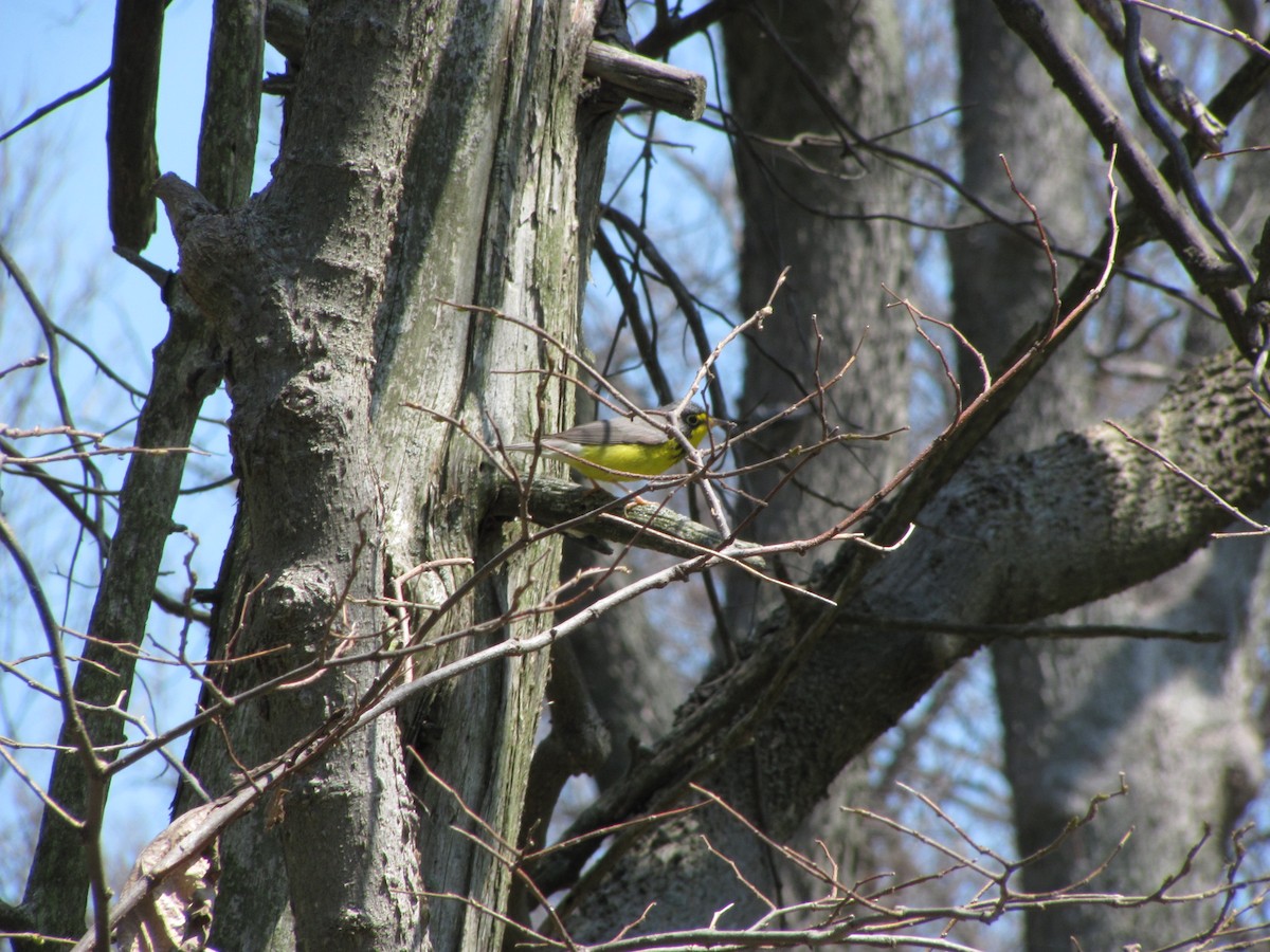 Canada Warbler - Karl Heide