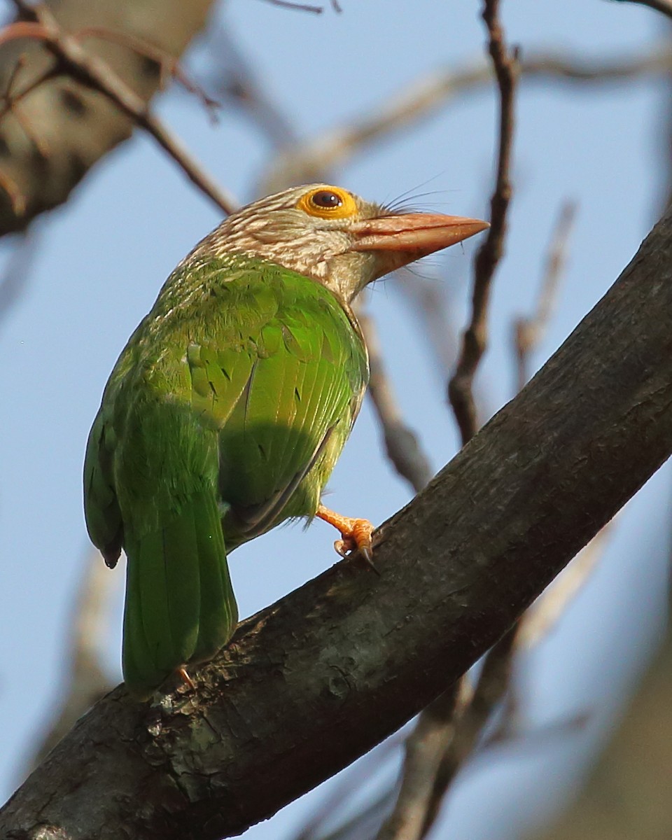 Lineated Barbet - ML614116402