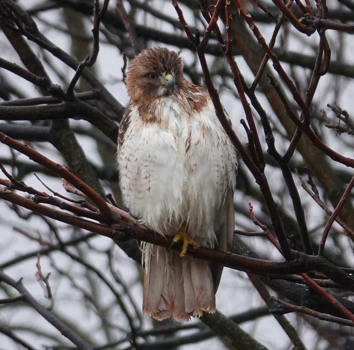 Red-tailed Hawk - ML614116413