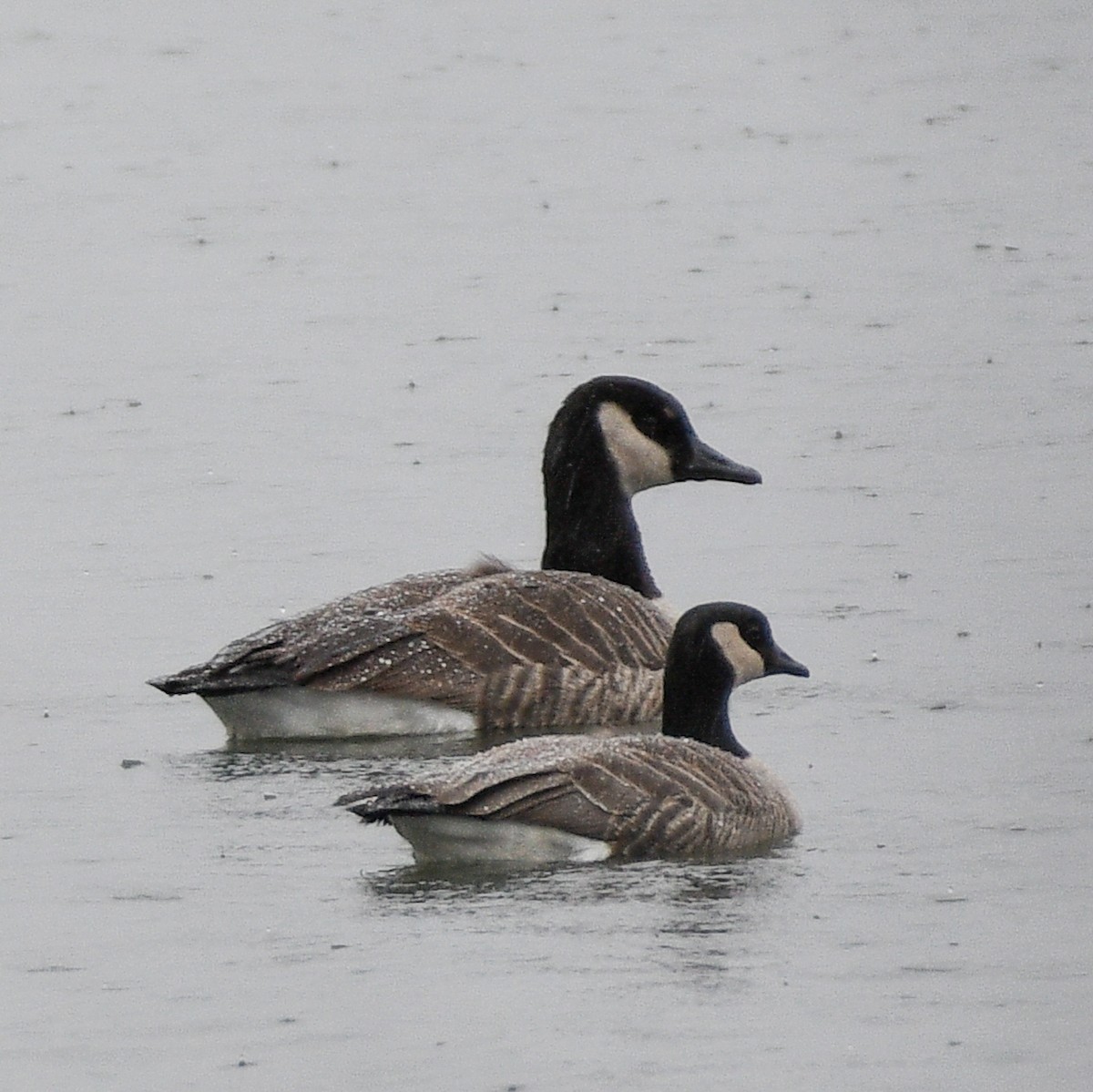 Cackling Goose - Don Keffer