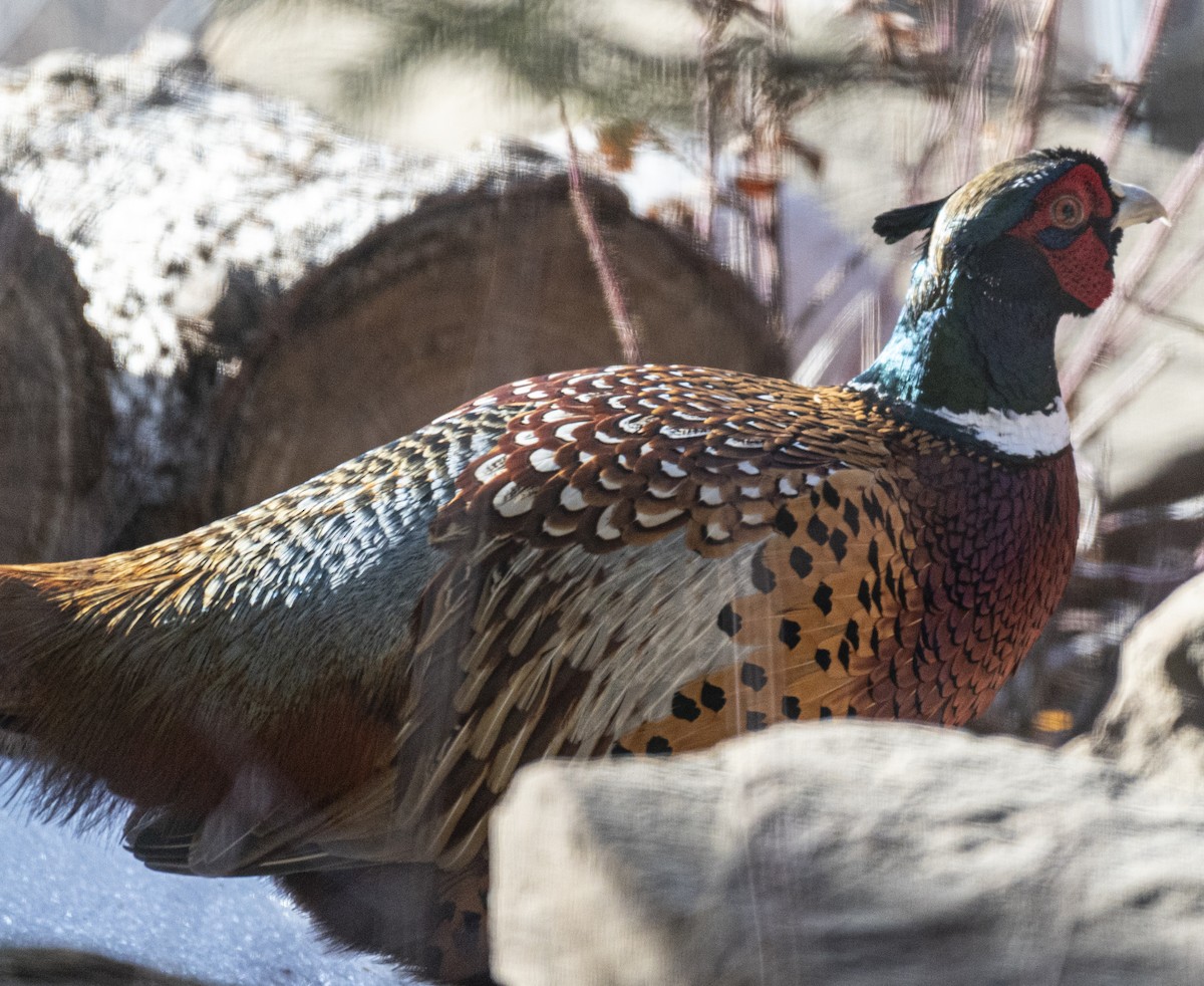 Ring-necked Pheasant - David Campbell