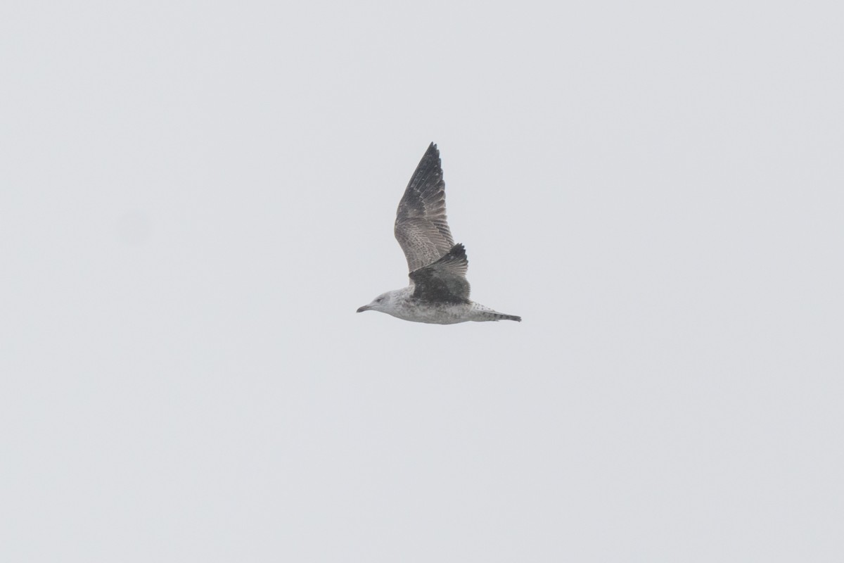 Lesser Black-backed Gull - ML614116612