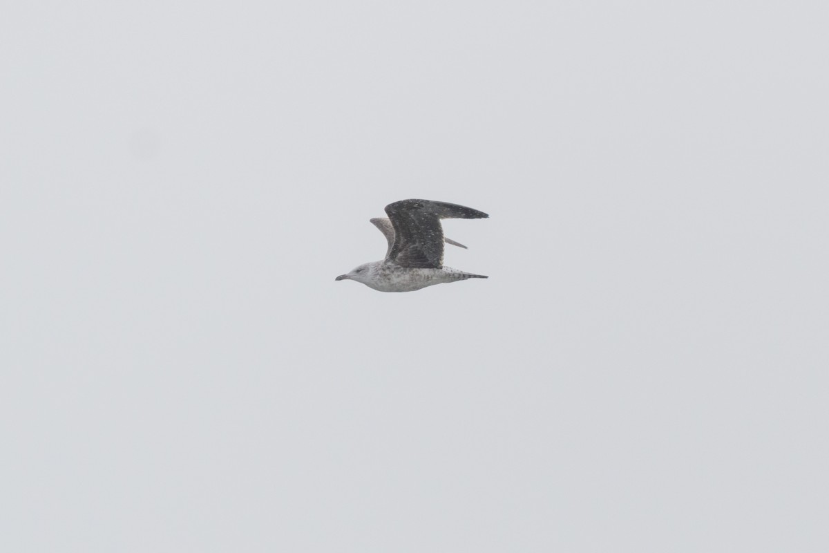 Lesser Black-backed Gull - ML614116613