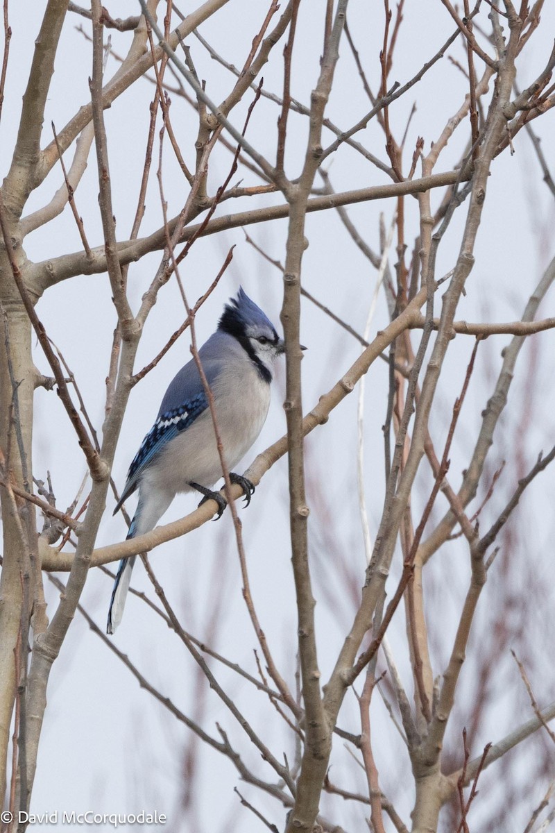 Blue Jay - ML614116631