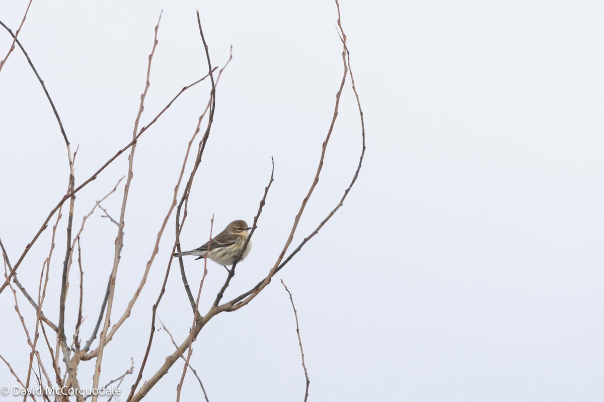 Yellow-rumped Warbler - ML614116636