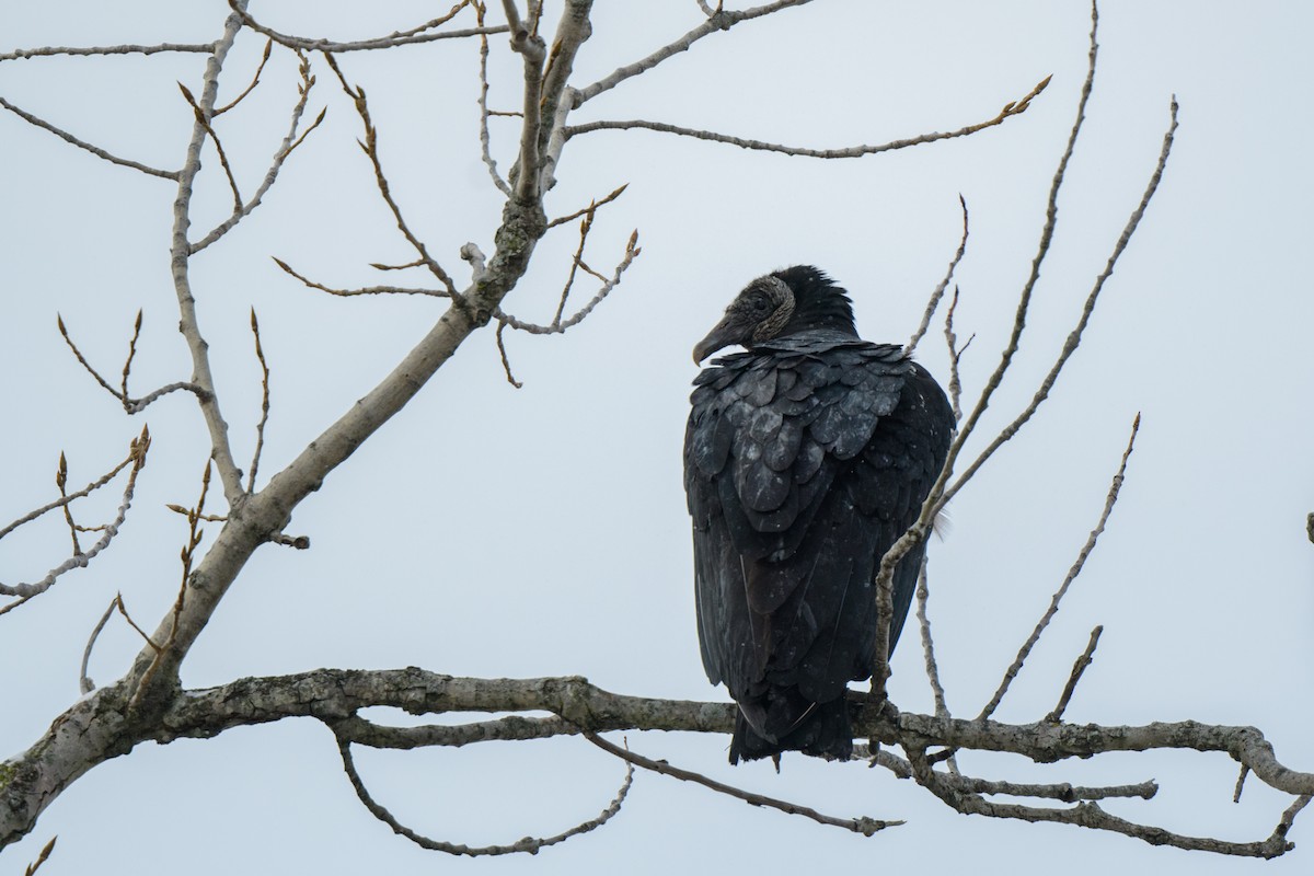 Black Vulture - ML614116672