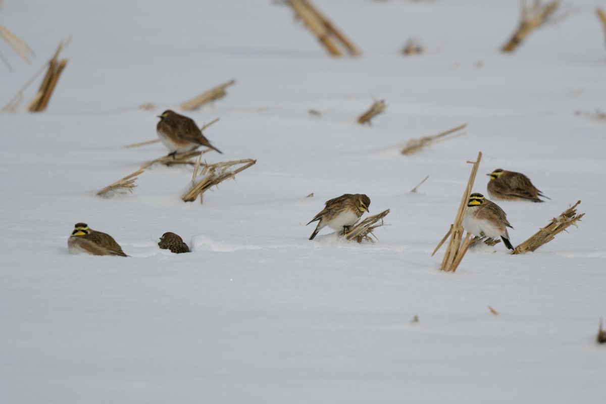 Horned Lark - ML614116691