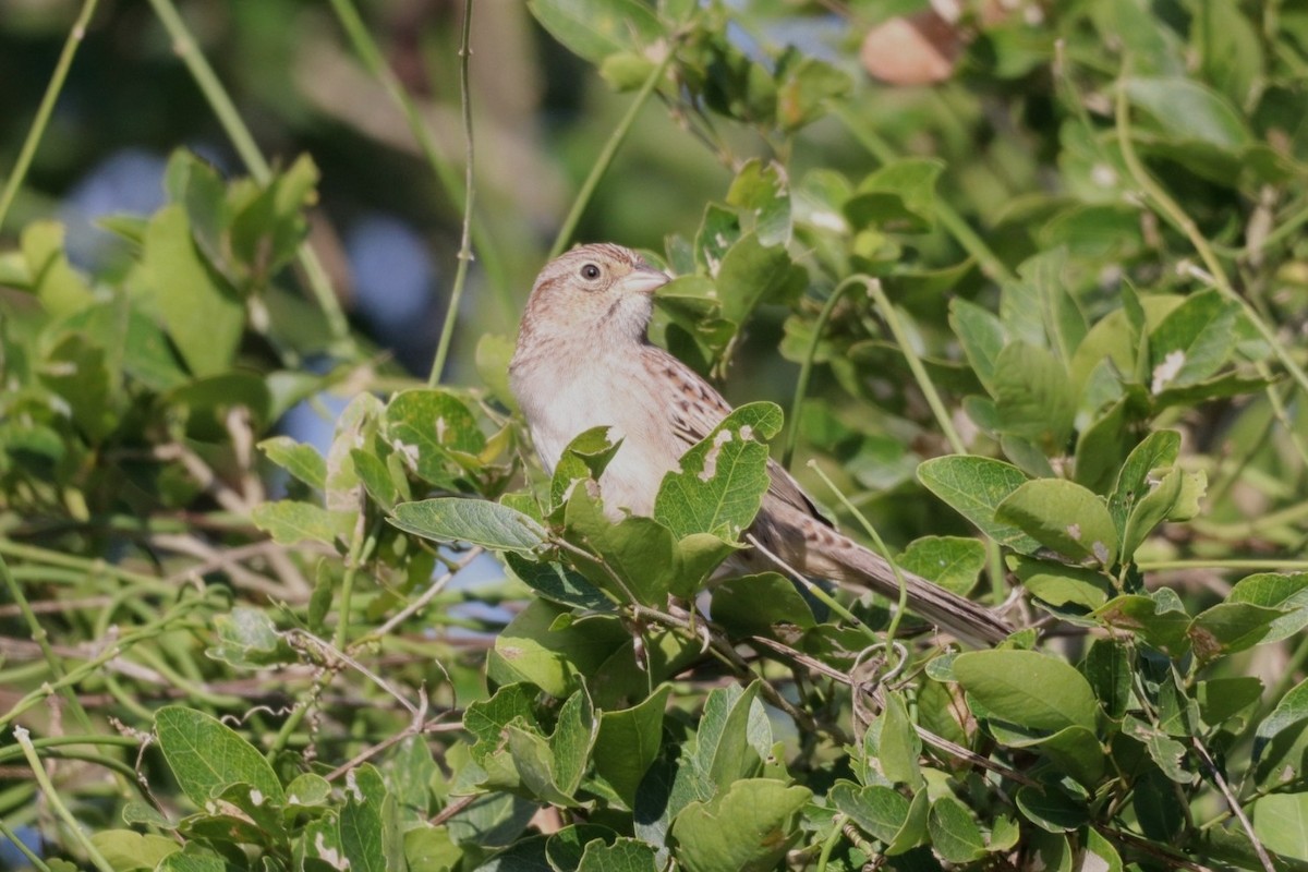 Cassin's Sparrow - ML614116731