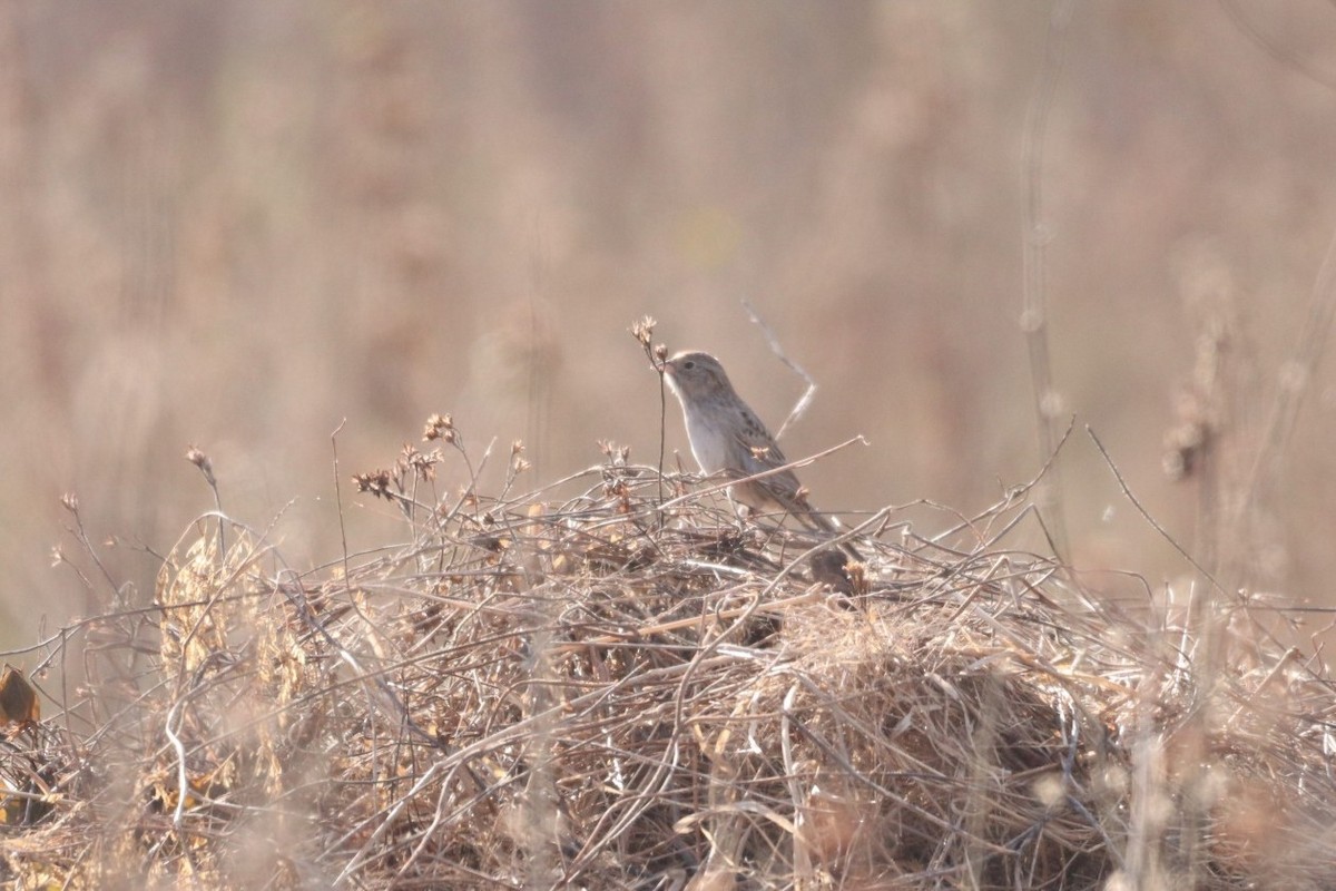 Cassin's Sparrow - ML614116733