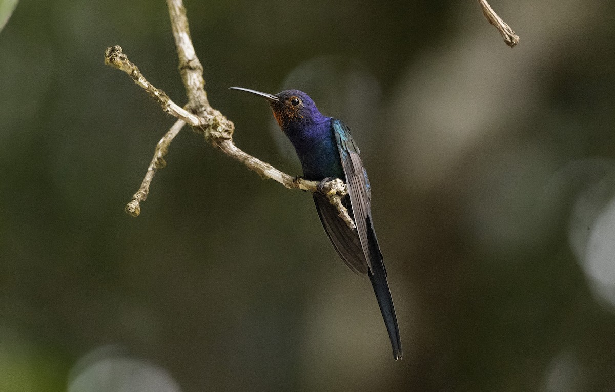 Swallow-tailed Hummingbird - ML614116766