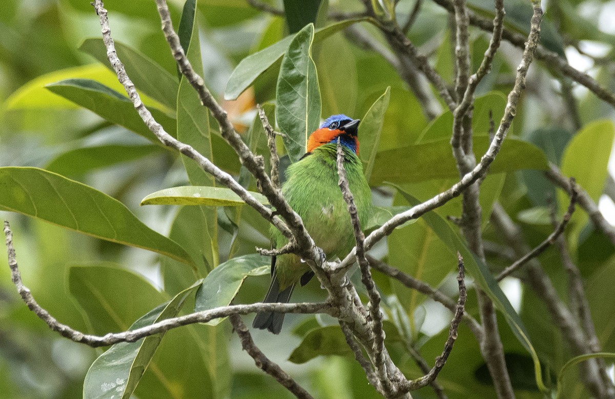 Red-necked Tanager - ML614116776