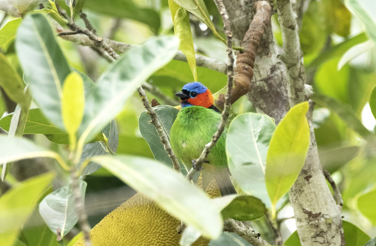 Red-necked Tanager - ML614116777