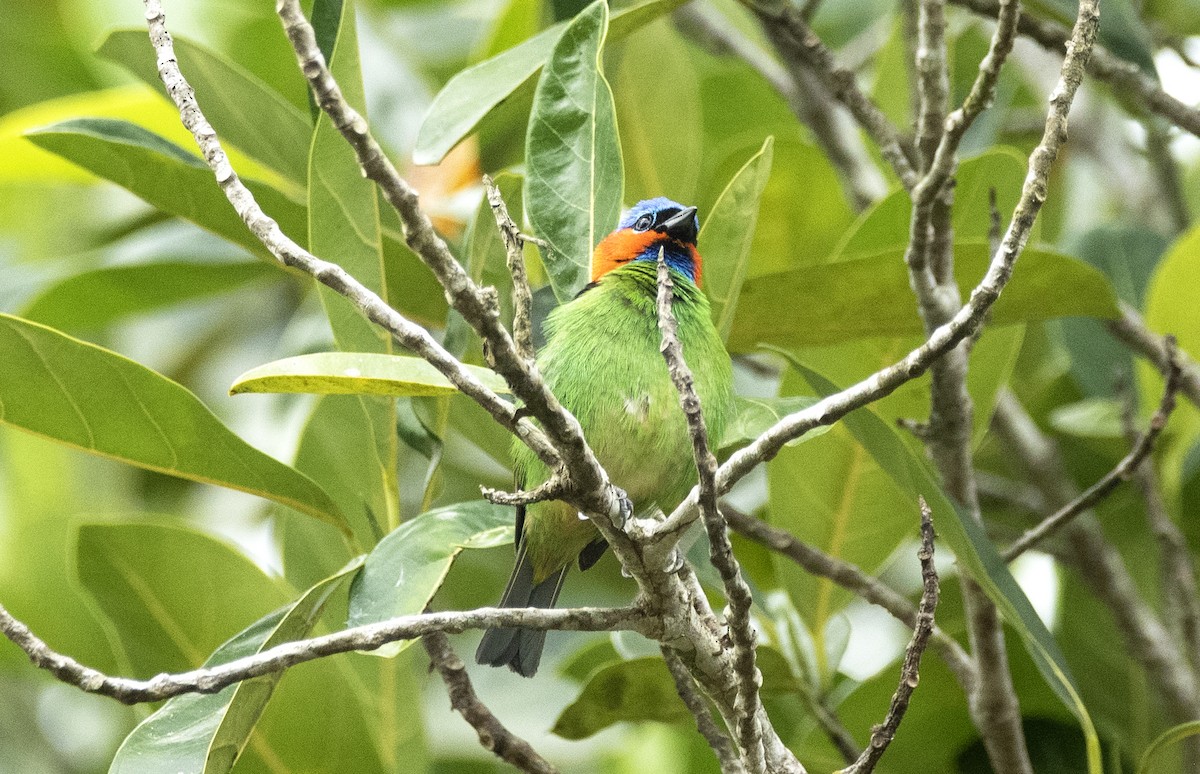 Red-necked Tanager - ML614116778