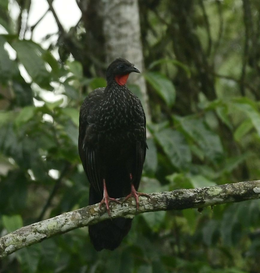 Cauca Guan - Eugenia Boggiano