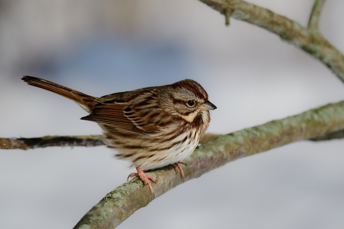 Song Sparrow - ML614116790