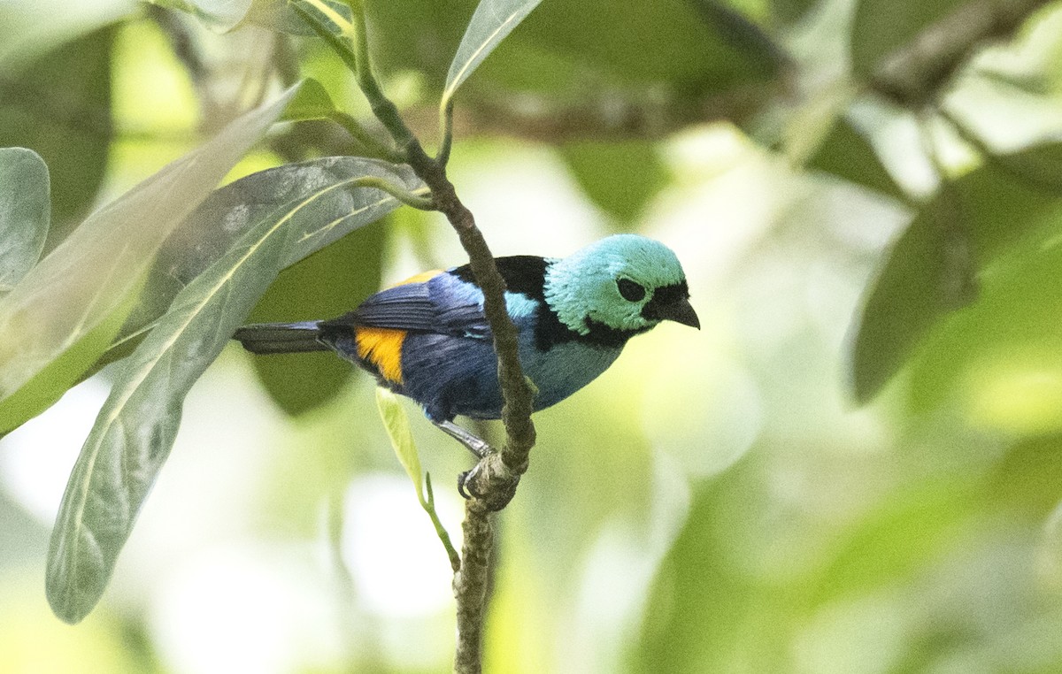 Seven-colored Tanager - Eduardo Vieira 17