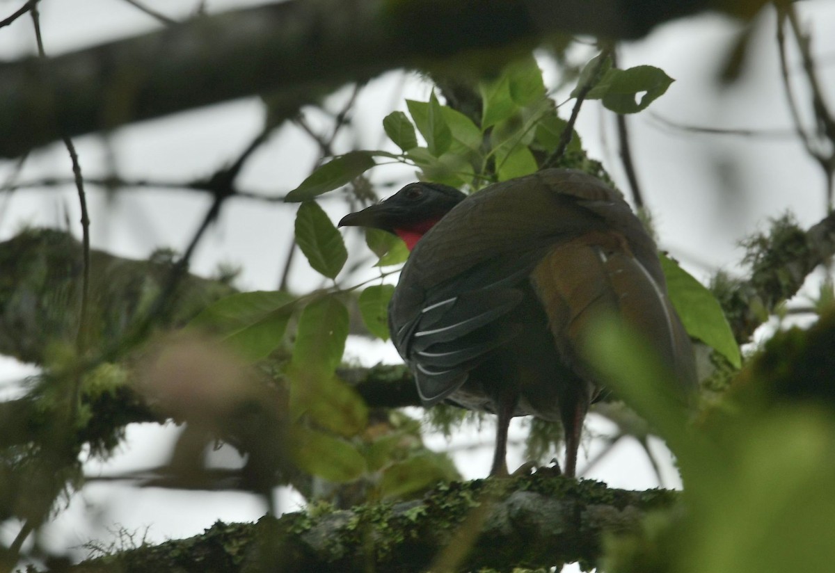 Cauca Guan - Eugenia Boggiano