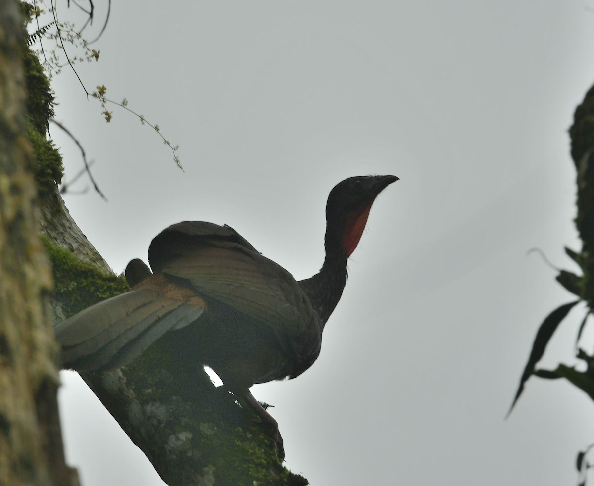 Cauca Guan - Eugenia Boggiano