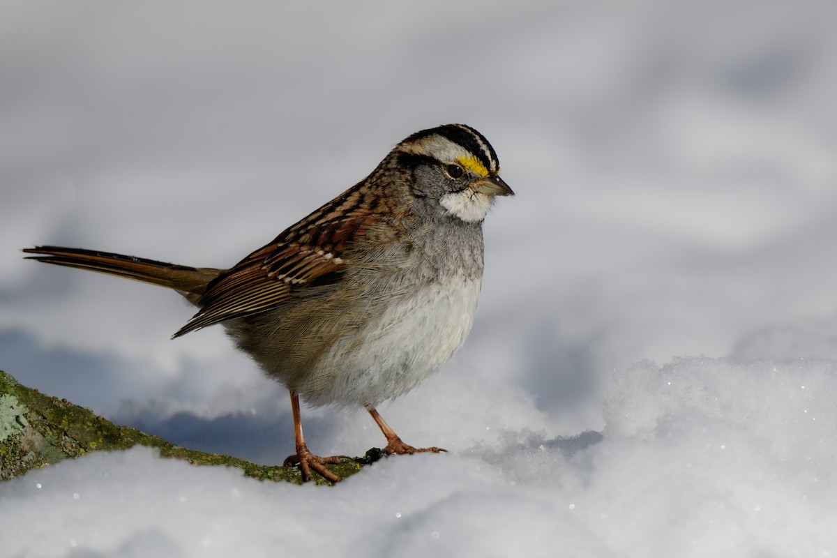 White-throated Sparrow - ML614116816