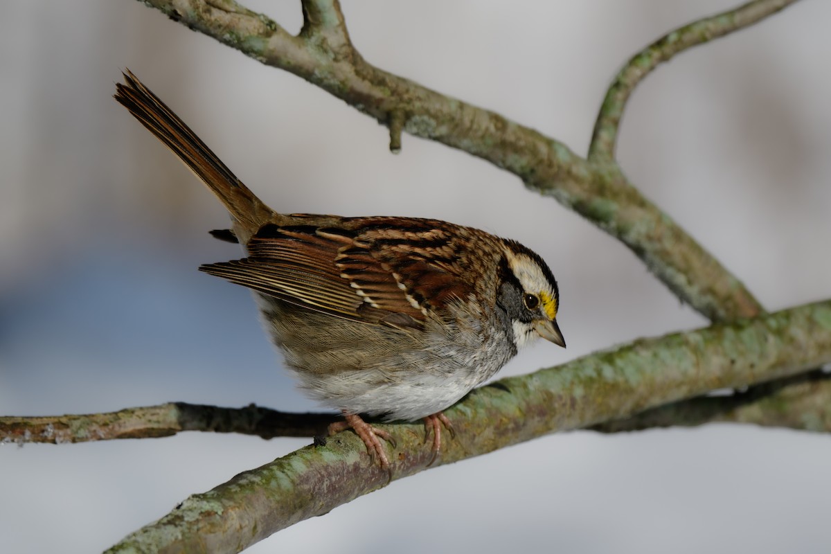 White-throated Sparrow - John Kuenzli