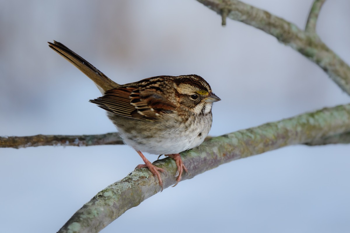 White-throated Sparrow - ML614116819