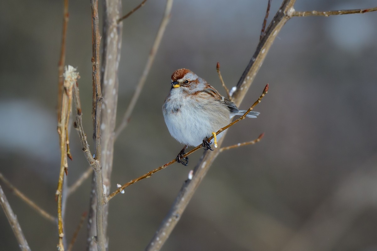 American Tree Sparrow - ML614116822