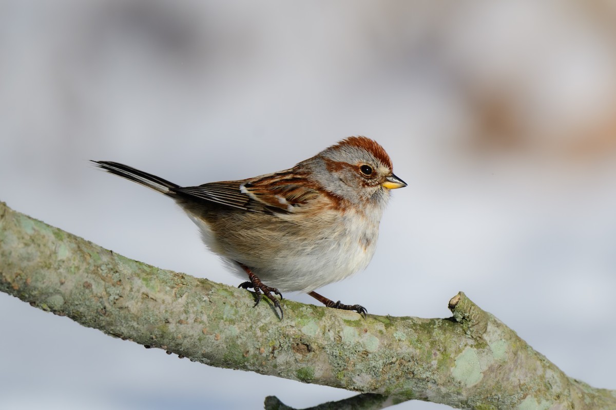 American Tree Sparrow - ML614116827
