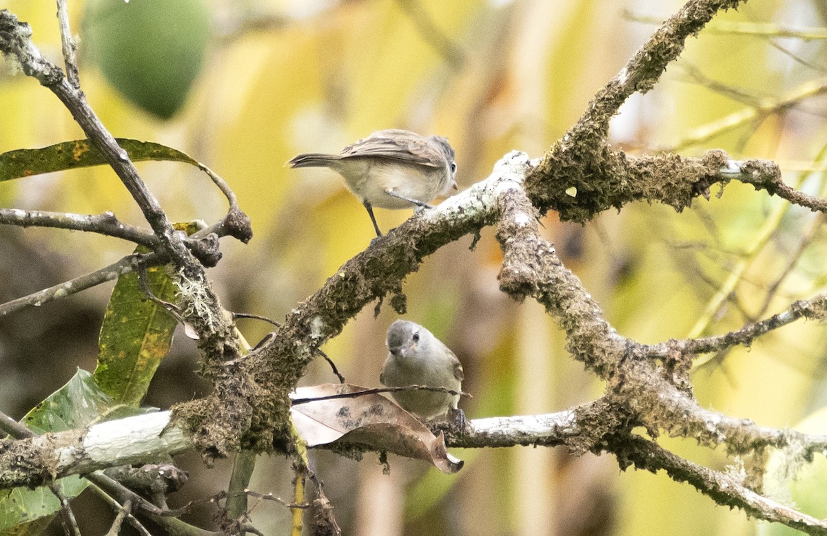 Southern Beardless-Tyrannulet - ML614116828