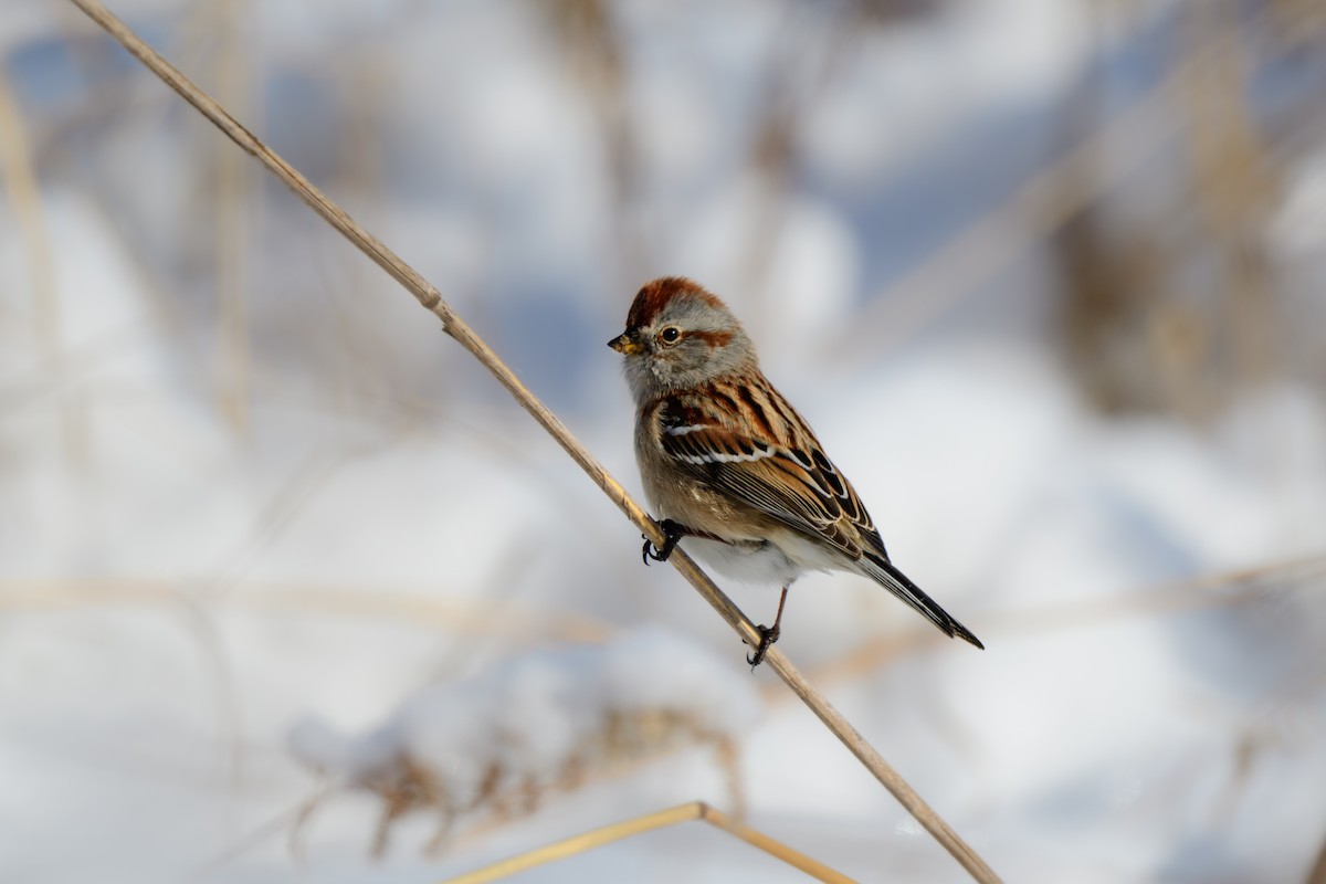 American Tree Sparrow - ML614116830
