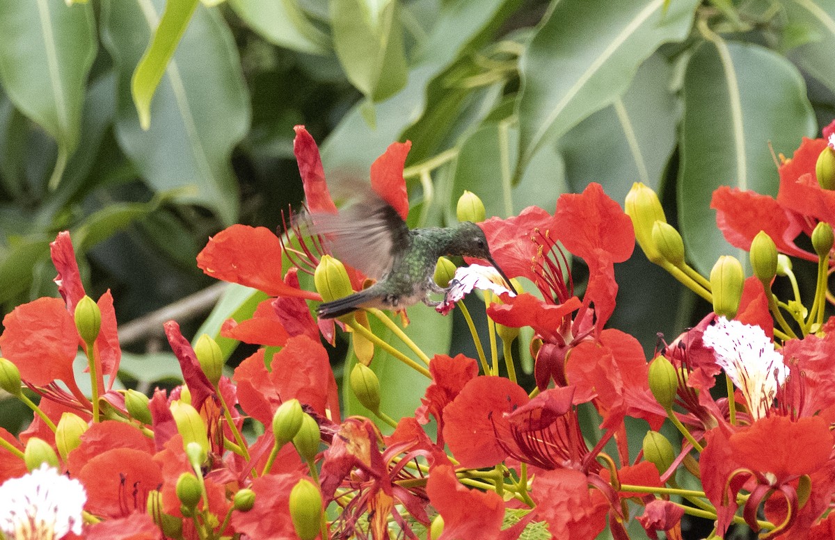kolibřík zrcadlový - ML614116852