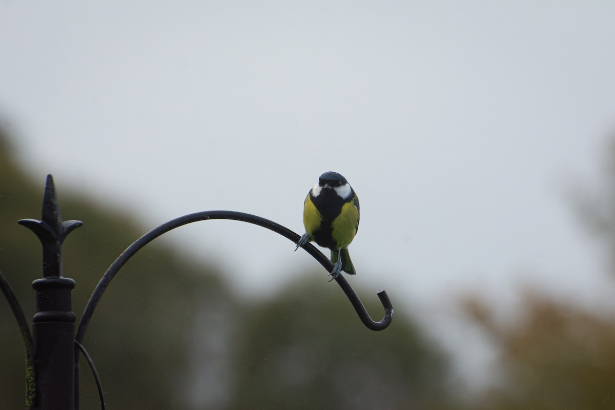 Great Tit - ML614116857