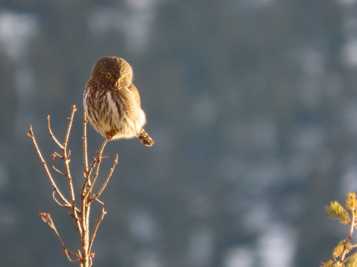 Northern Pygmy-Owl - ML614116872